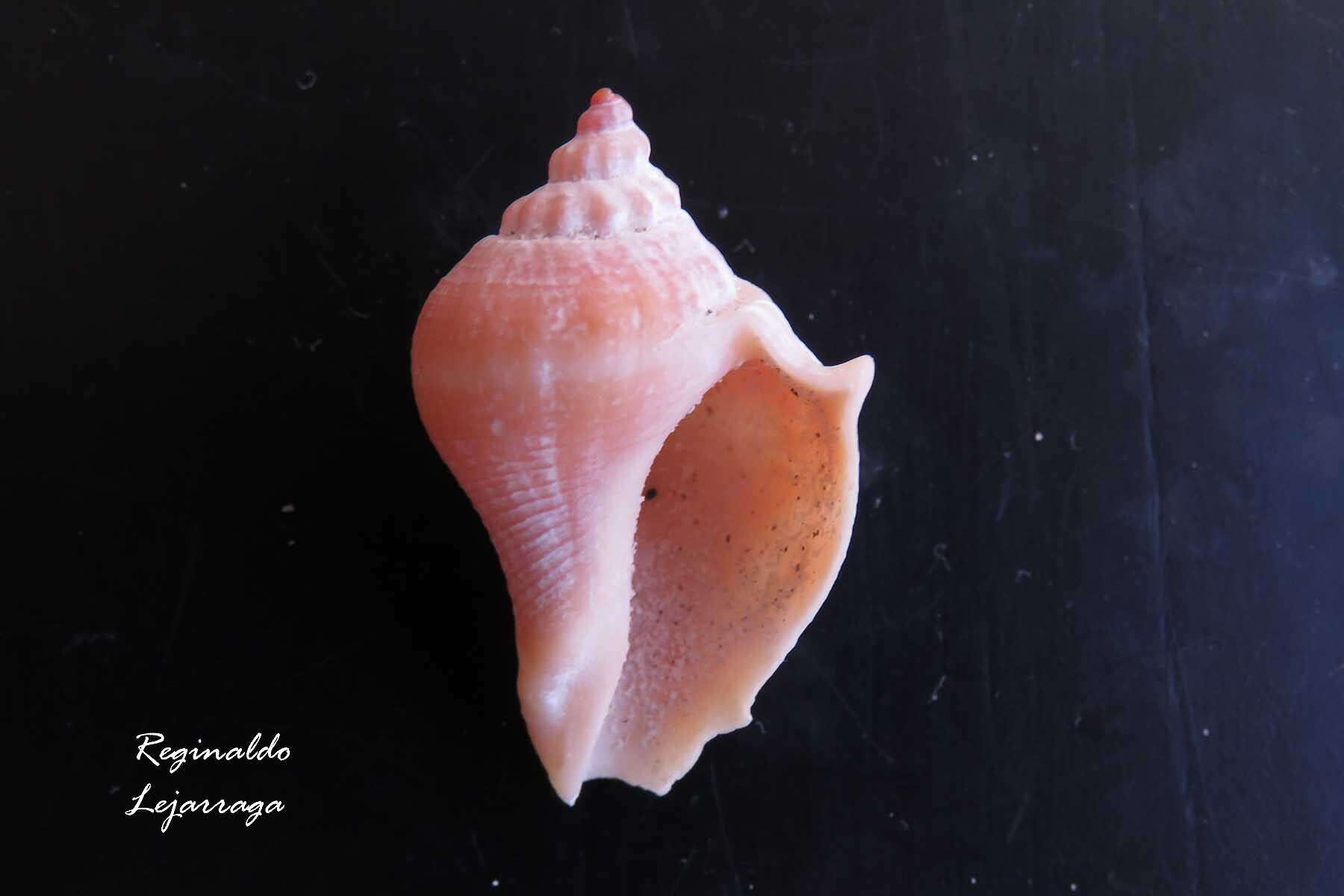 Image of West Indian crown conch