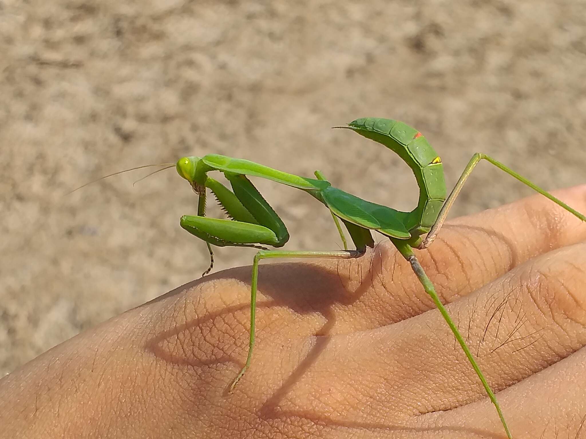 Image of Hierodula confusa Vermeersch & Unnahachote 2020