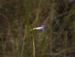 Image of Tetrapollinia caerulescens (Aublet) B. Maguire & B. M. Boom