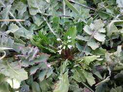 Image of white ballmustard