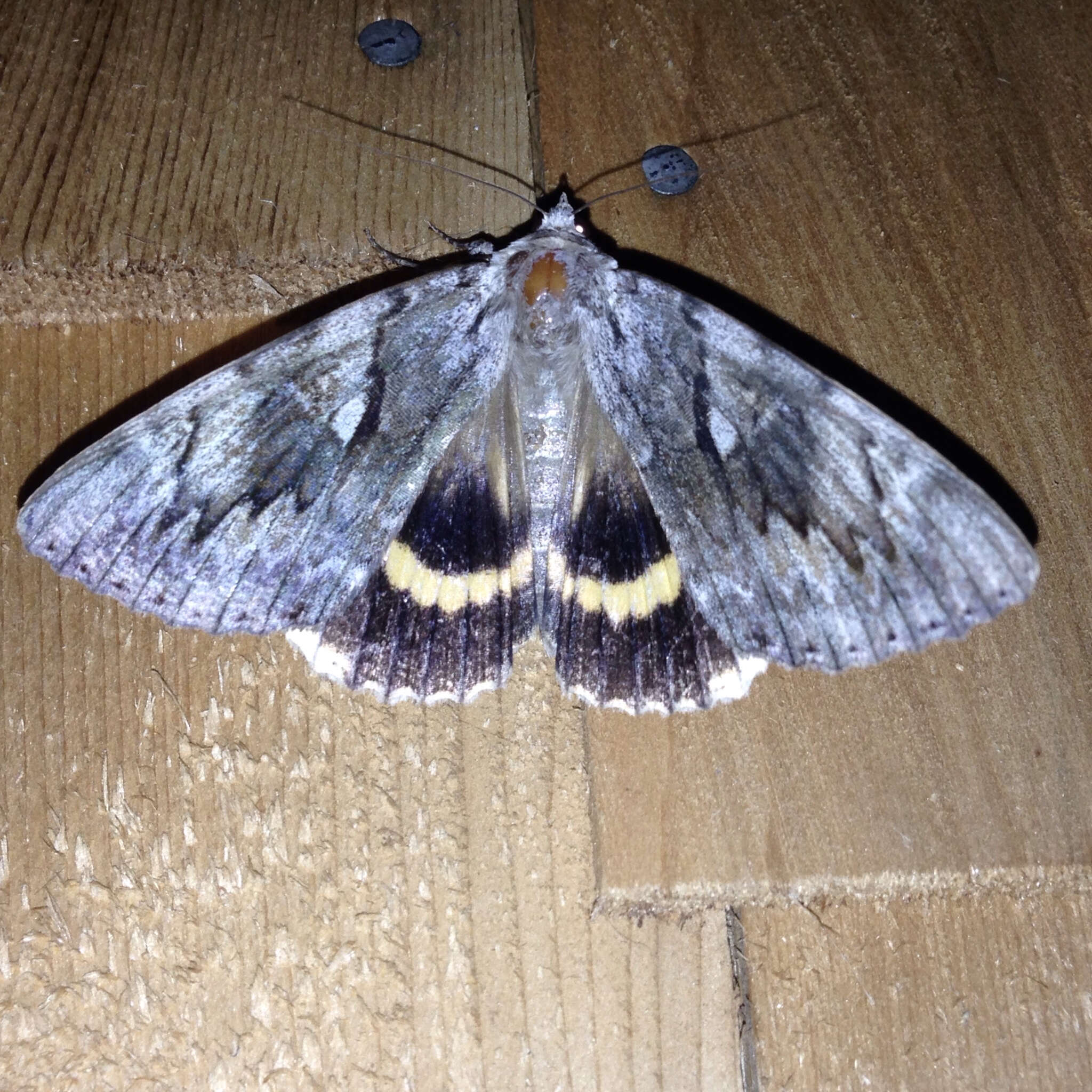 Image of Yellow-banded Underwing