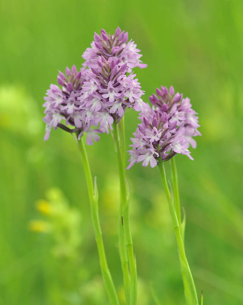 Image of Anacamptis pyramidalis var. pyramidalis