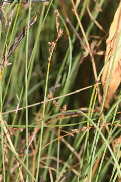 Image of Machaerina juncea (R. Br.) T. Koyama