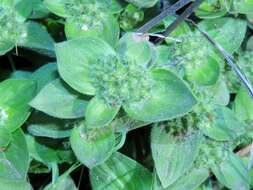 Image of tropical Mexican clover