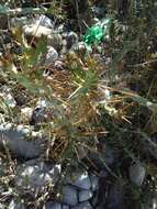 Image of Cylindropuntia caribaea (Britton & Rose) F. M. Knuth