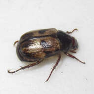 Image of Shining Leaf Chafer