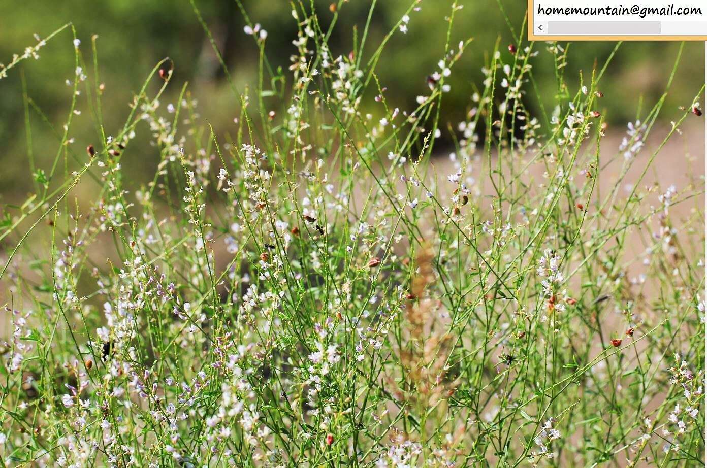 Image of Astragalus melilotoides Pall.