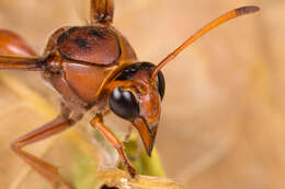 Image of Caterpillar hunting wasp