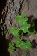 Sivun Oxalis fenestrata Dreyer, Roets & Oberl. kuva