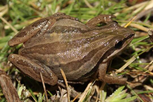 Image of Brimley's Chorus Frog