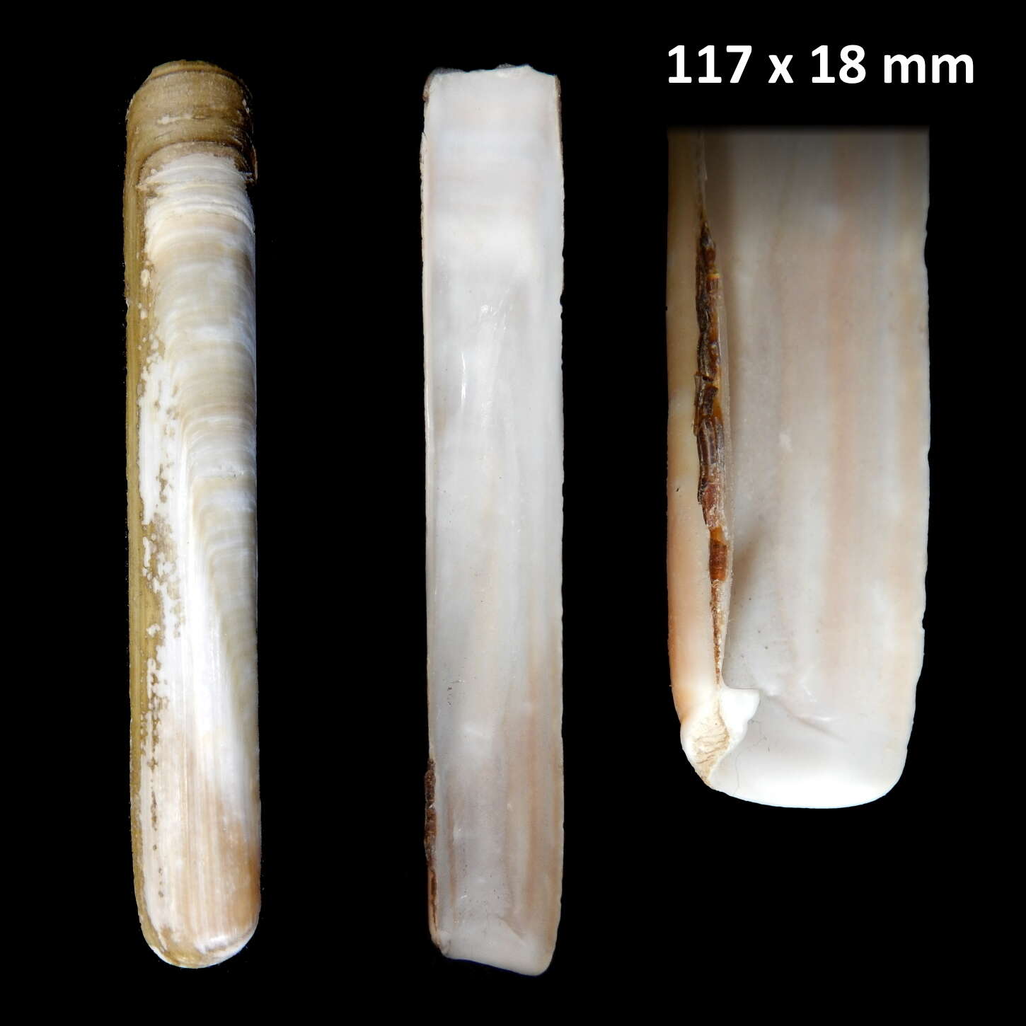 Image of Grooved Razor Shell