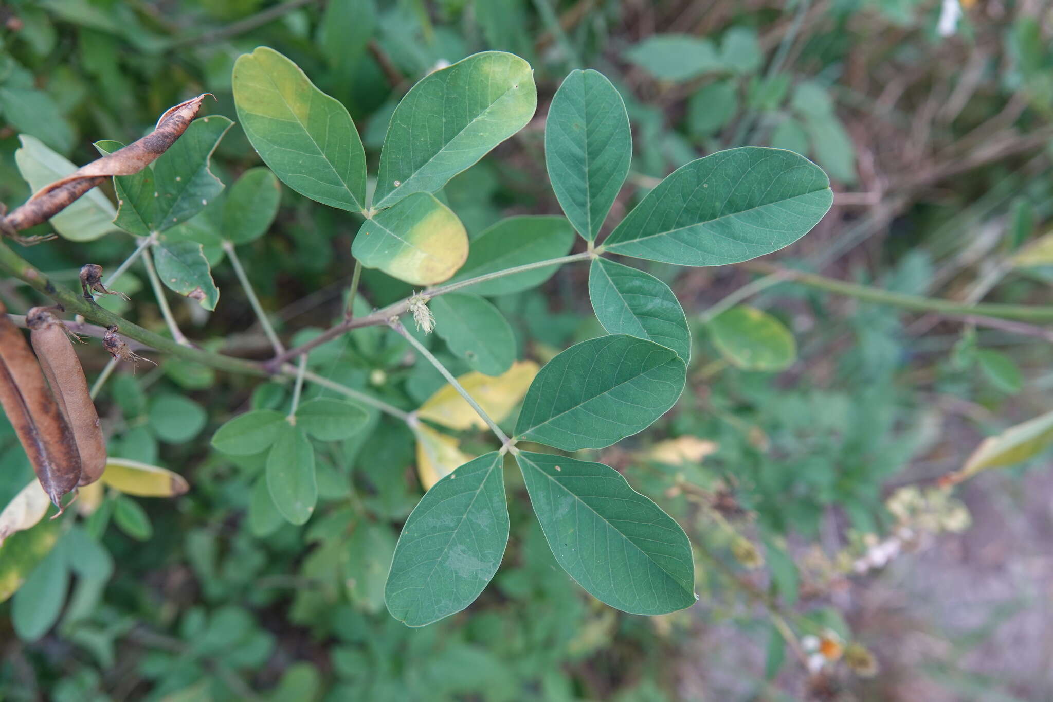 Image of smooth rattlebox