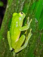 Image of Suretka Glass Frog