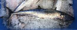 Image of King Mackerel