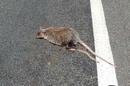 Image of Spectacled Hare Wallaby