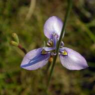 Слика од Moraea algoensis Goldblatt