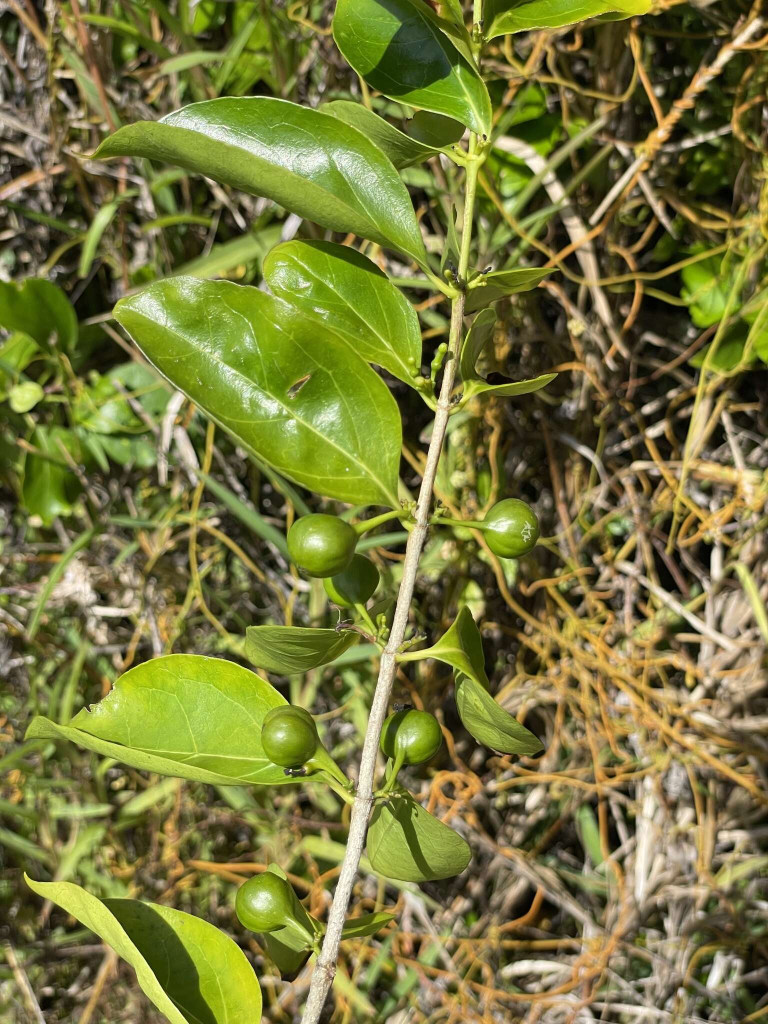 Image of Cyclophyllum