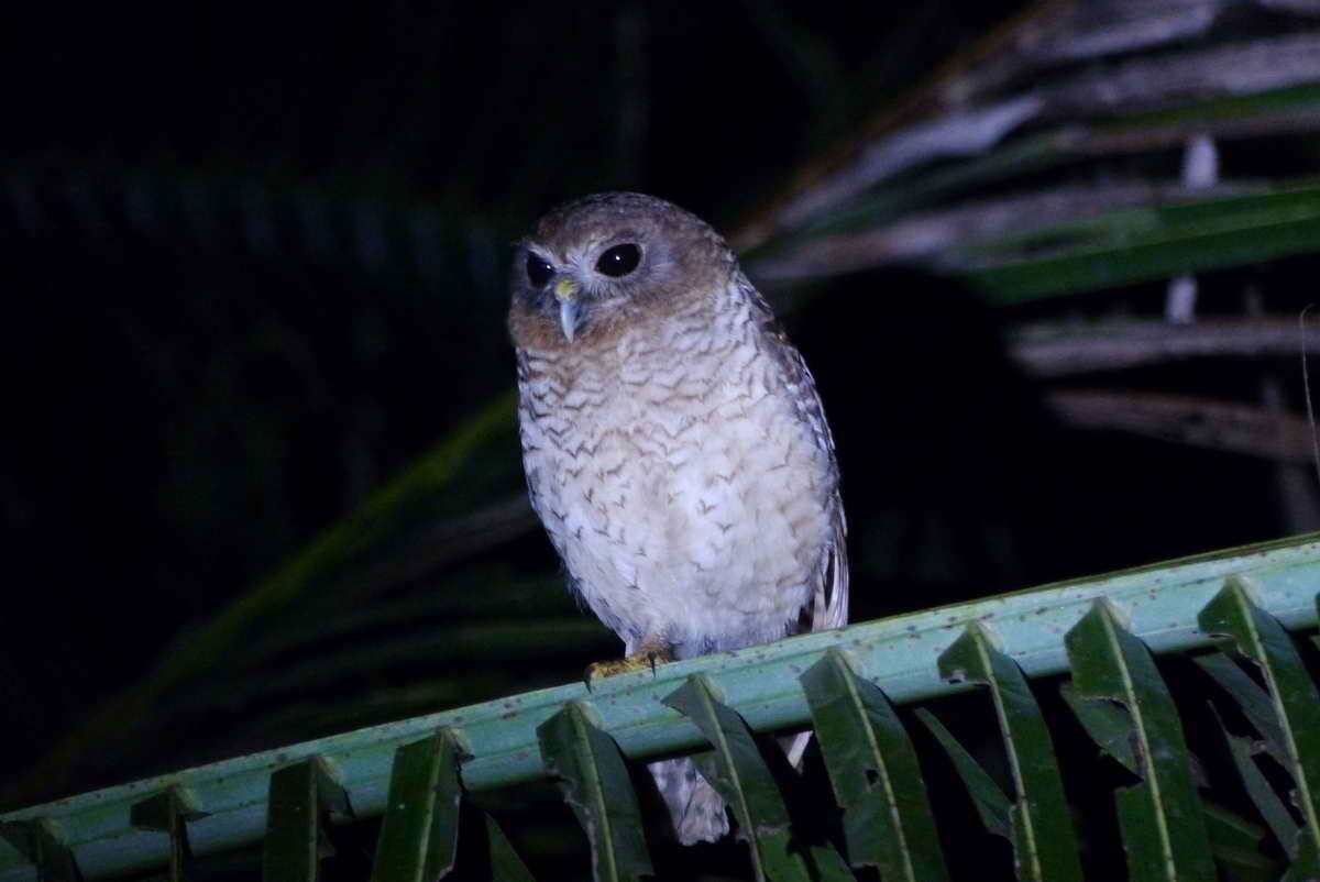 Ninox squamipila (Bonaparte 1850) resmi