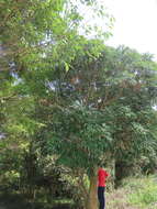 صورة Acer oblongum subsp. oblongum