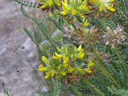 Image of Astragalus alopecuroides L.