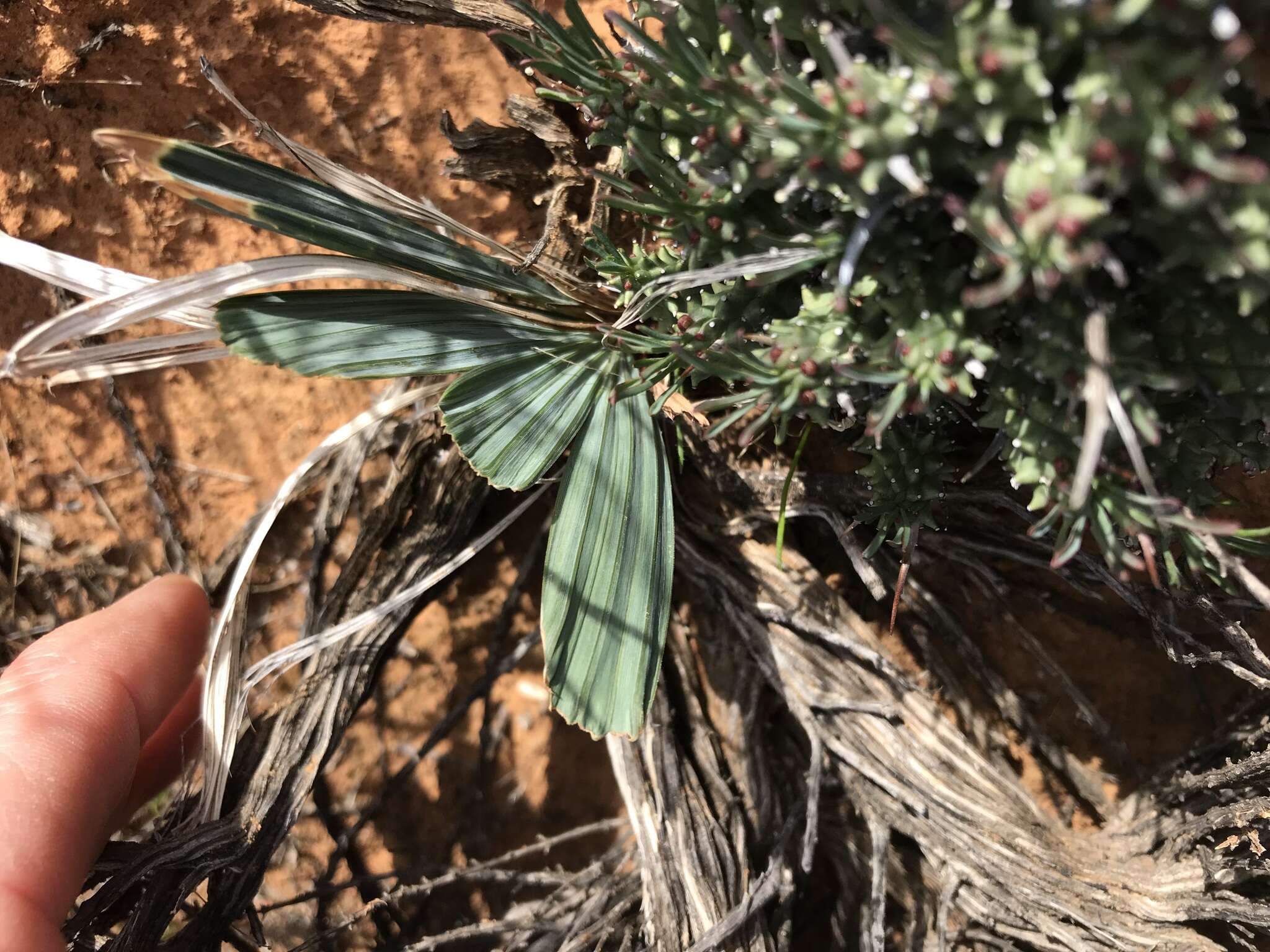 Image of Babiana cuneata J. C. Manning & Goldblatt