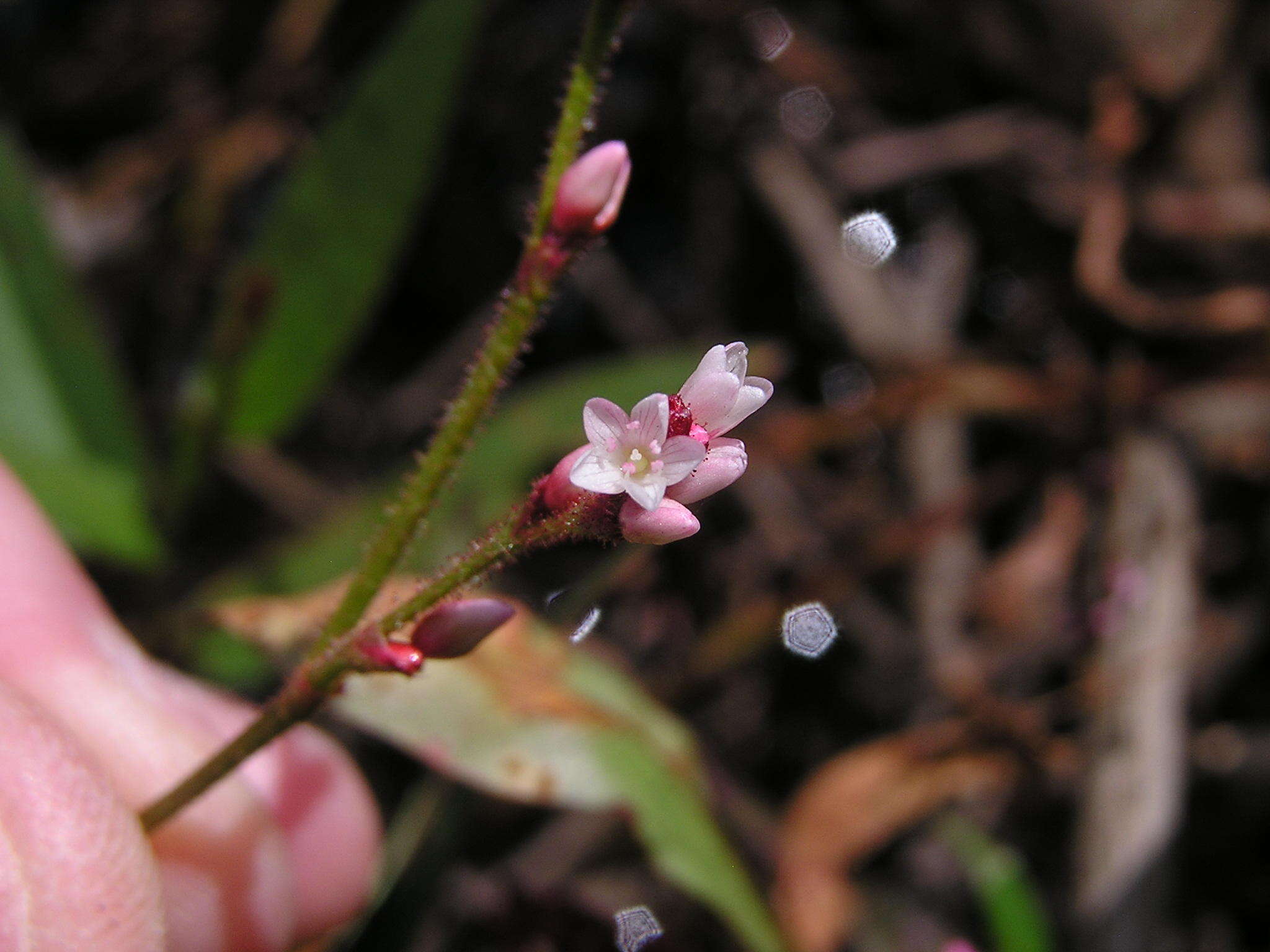 صورة Persicaria hystricula (Schuster) Sojak