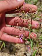 Clarkia heterandra (Torrey) H. Lewis & P. H. Raven resmi