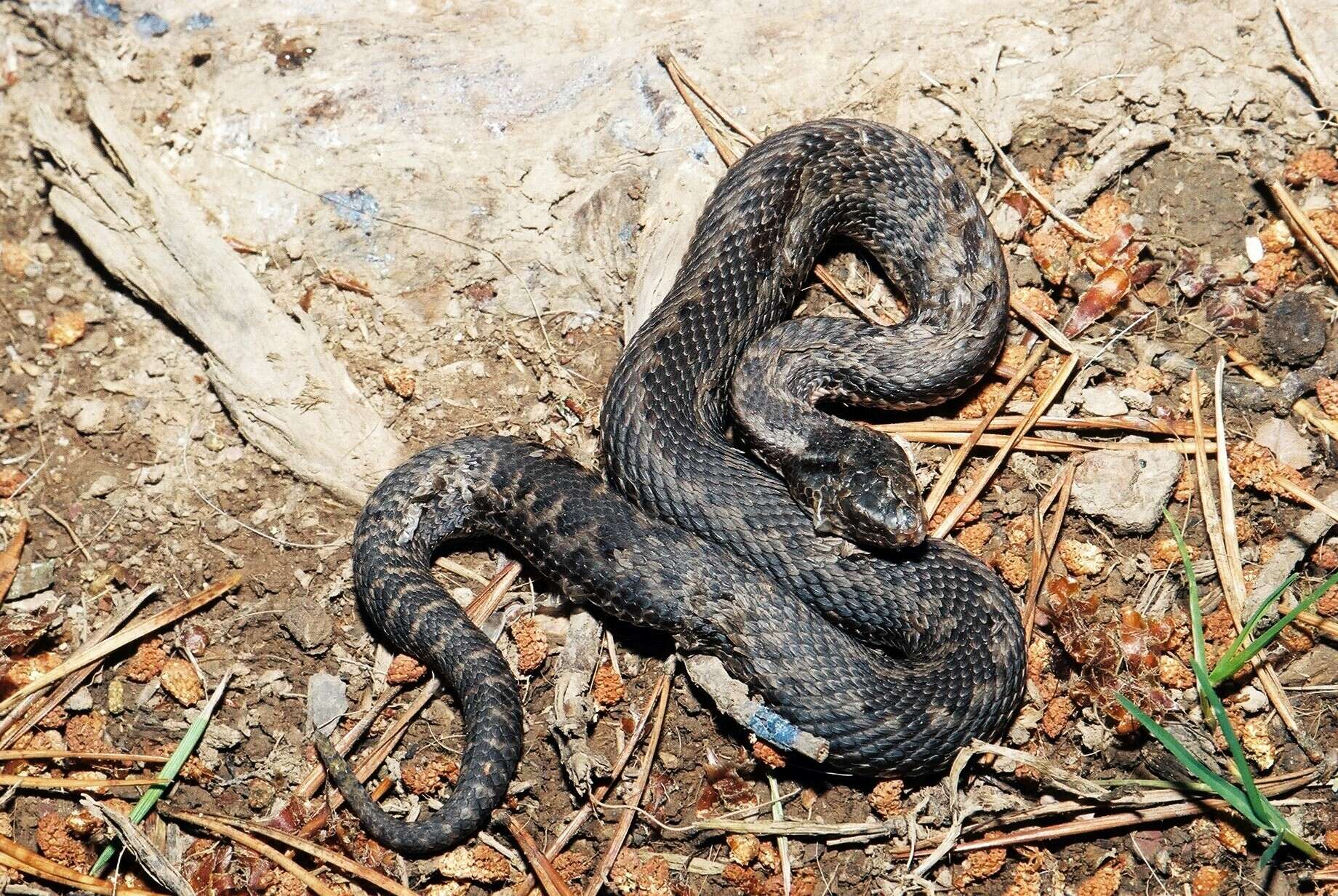 Image of Vipera seoanei seoanei Lataste 1879