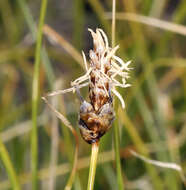 Image of shorthair sedge