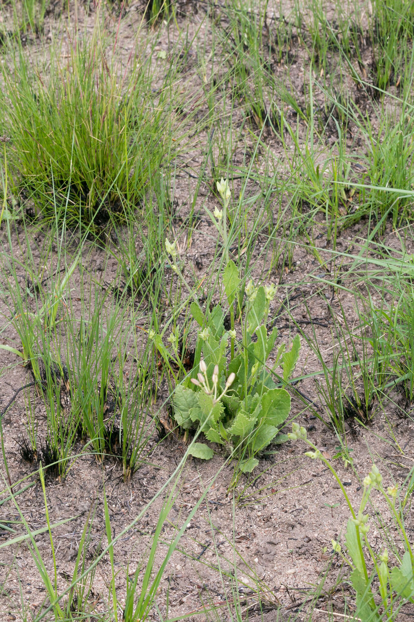 Sivun Senecio variabilis Sch. Bip. kuva