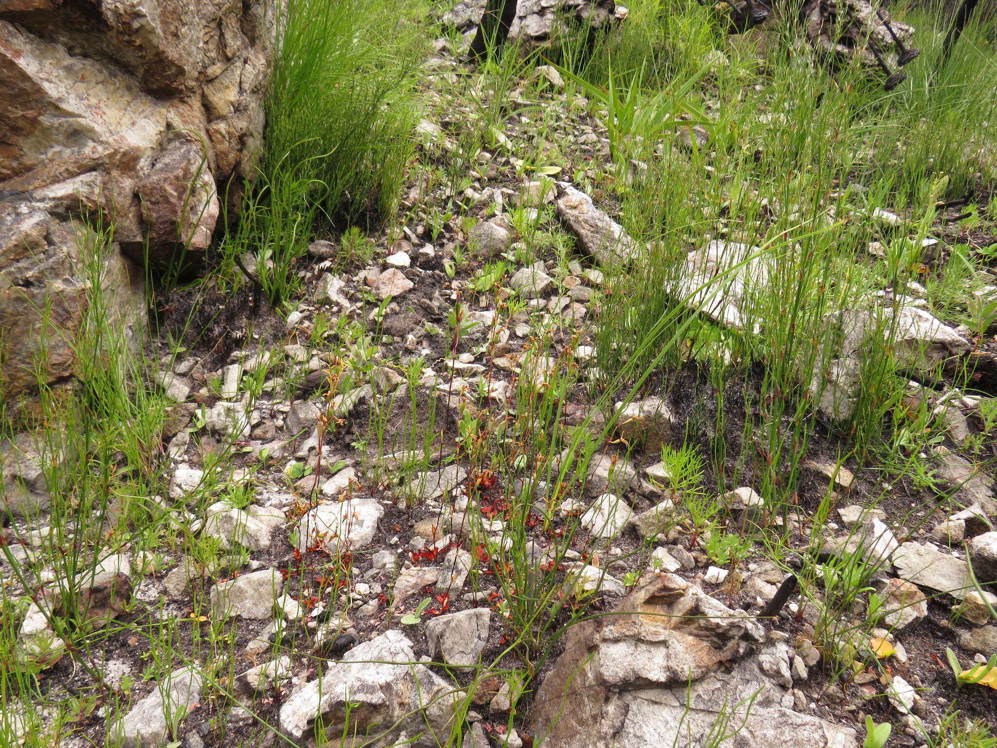 Image of Disa obliqua subsp. clavigera (Lindl.) Bytebier