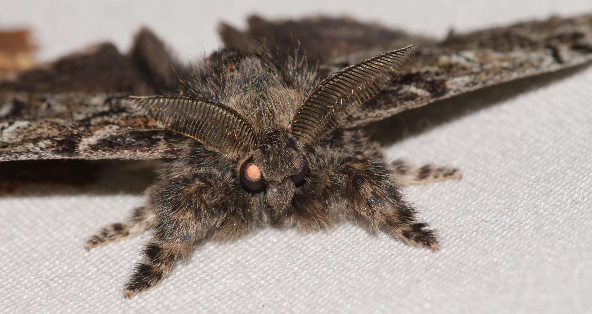 Image of Northern Pine Tussock Moth