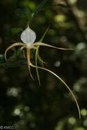 Imagem de Angraecum conchoglossum Schltr.