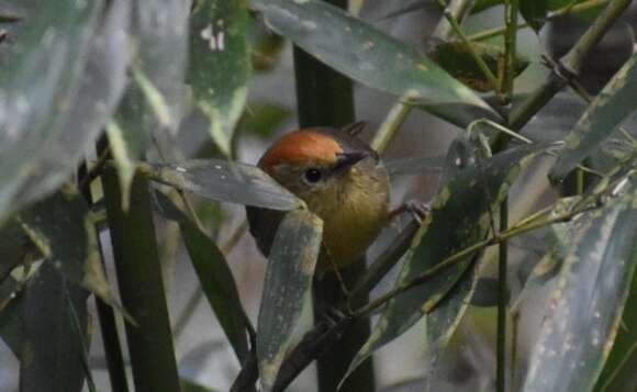 Imagem de Cyanoderma ruficeps (Blyth 1847)