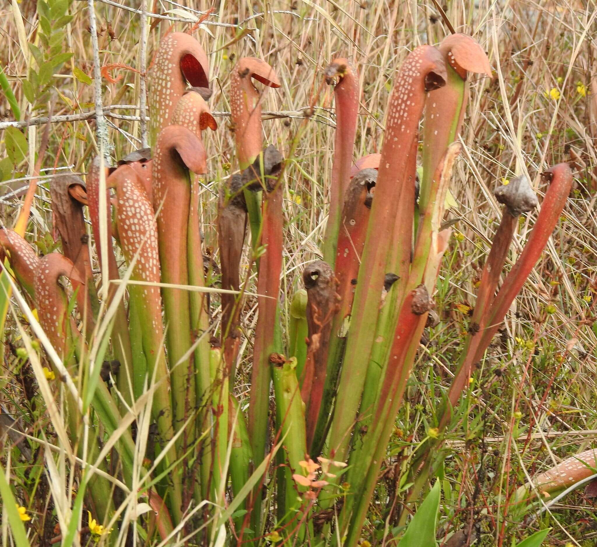 Image of Sarracenia minor var. okefenokeensis D. E. Schnell