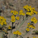 صورة Achillea vermicularis Trin.