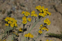 Image of Achillea vermicularis Trin.