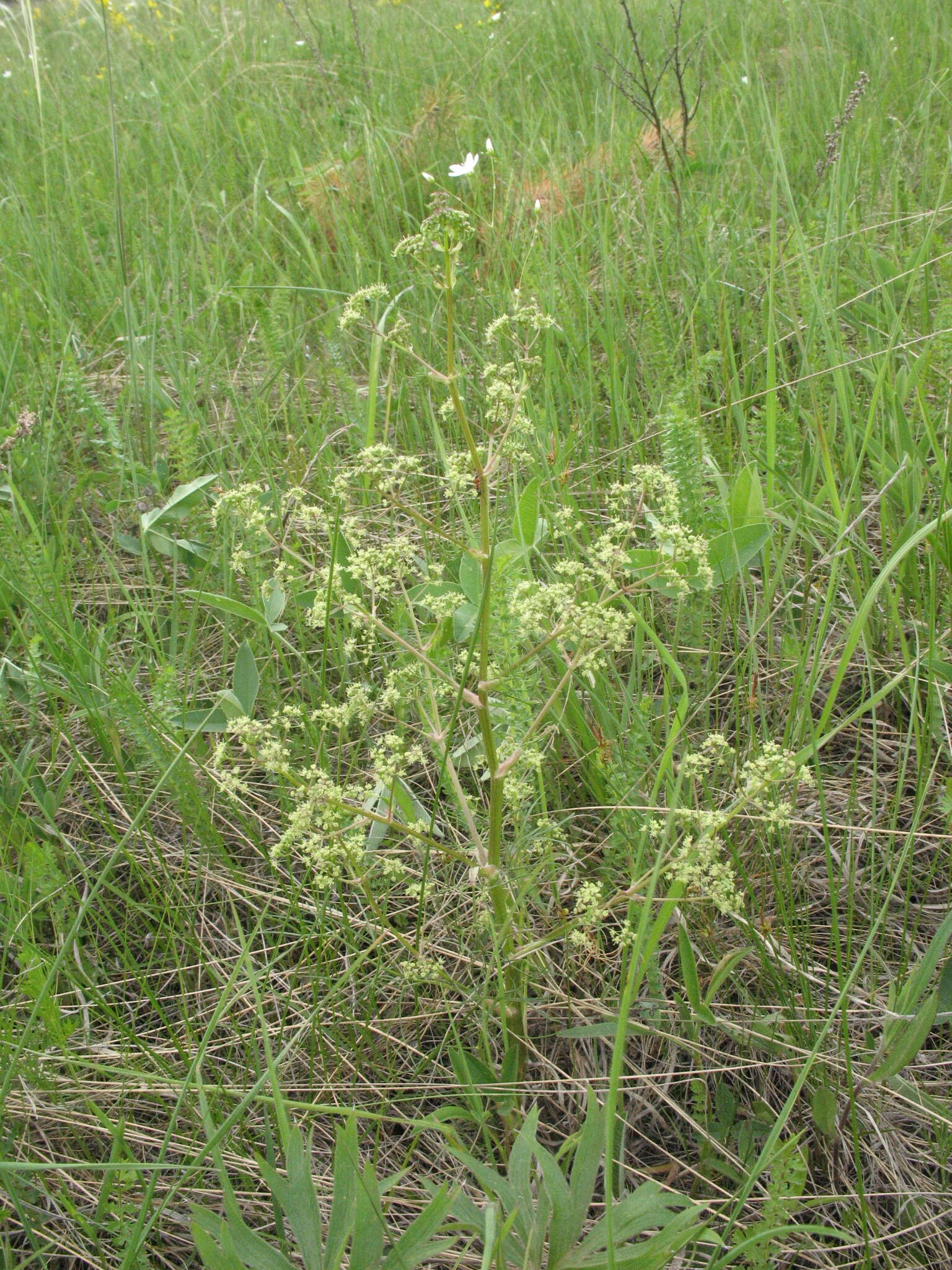 Trinia multicaulis (Poir.) Schischkin resmi