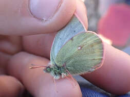 Image of Labrador Sulphur