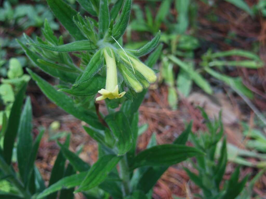 Lithospermum guatemalense J. D. Sm. resmi