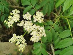 Image de Sambucus peruviana Kunth