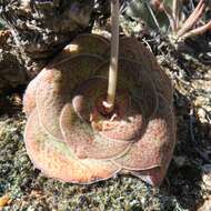 Image of Crassula pseudohemisphaerica Friedrich