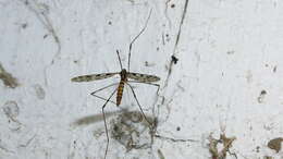 Image of <i>Limonia cinctipes</i>