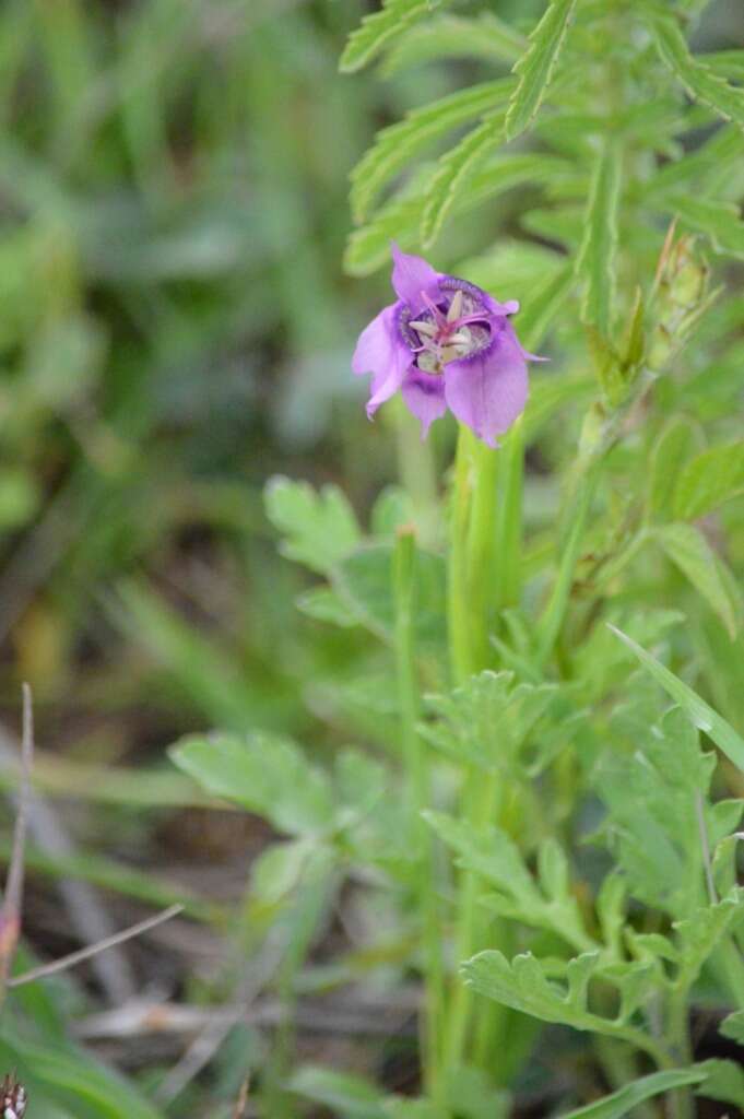 Image of Tigridia augusta Drapiez