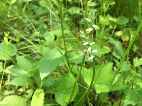 Image of Shining Ladies'-Tresses