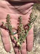 Image of shaggyfruit pepperweed