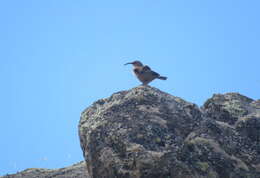 Image of Buff-breasted Earthcreeper