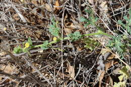 Image of Desert Vines