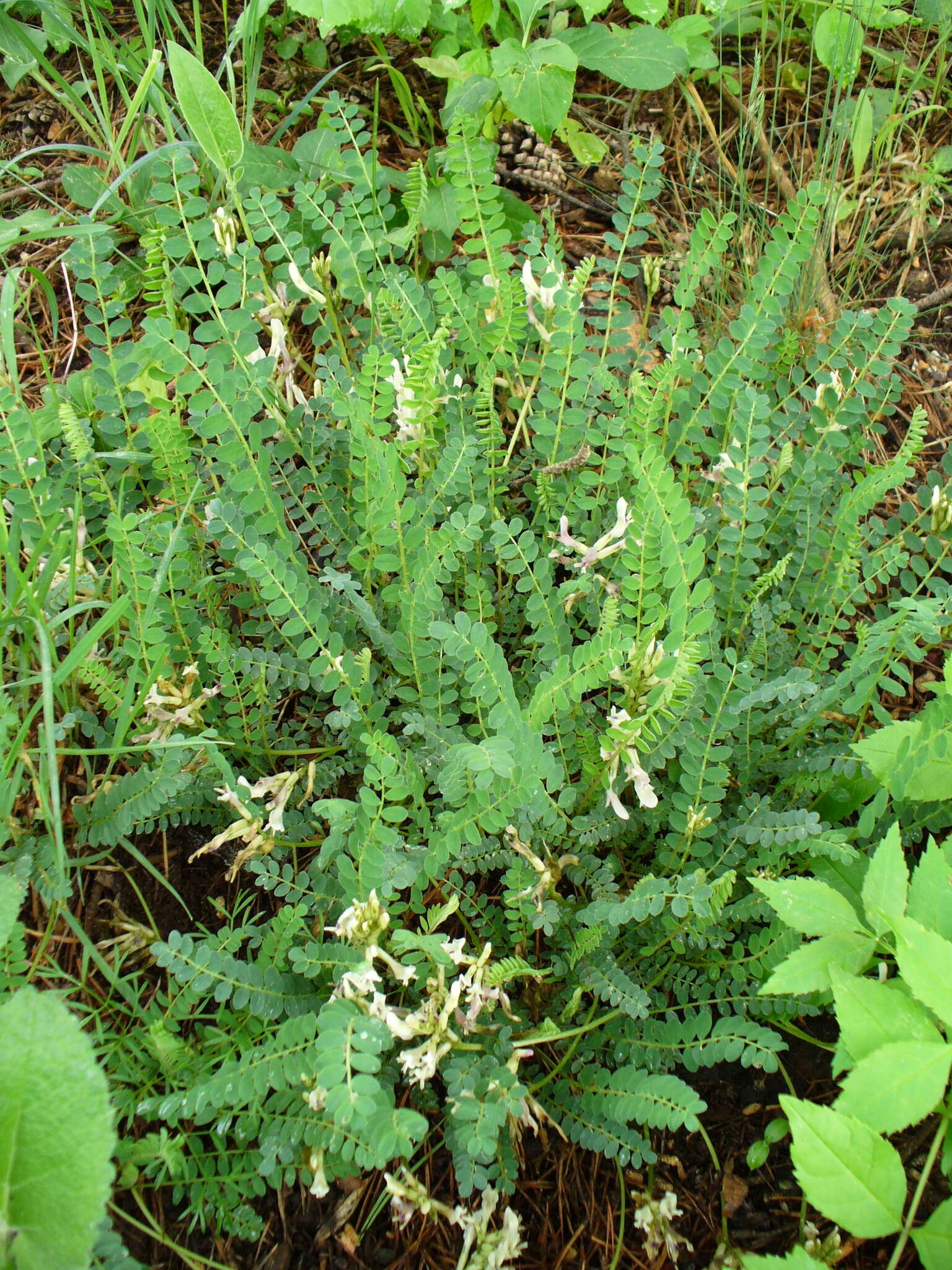 Image of Astragalus polygala