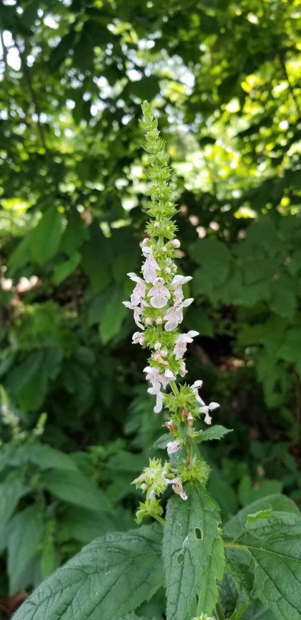 Image of Stachys iltisii J. B. Nelson